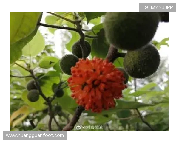 皇冠官网登录官方入口，支持多设备多终端登录体验